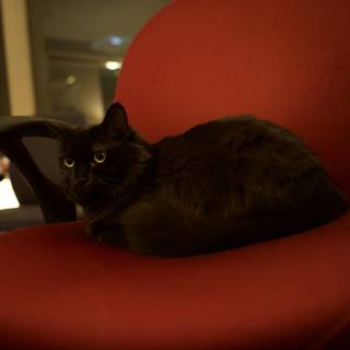 Black Cat Lounging on Red Chair at Night