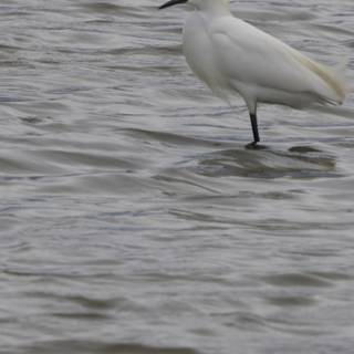 Graceful Sentinel of the Waters