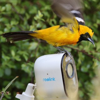 Hooded Oriole Perched on Security Camera