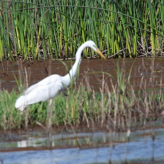 Great Egret Hunting in Flooded Rice Field
