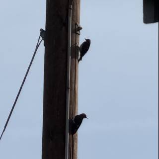 Feathered Trio on the Wire