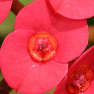 Red Begonia Flower