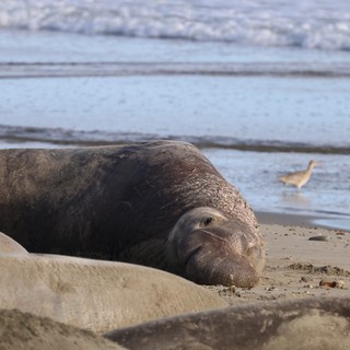 Northern Elephant Seal Resting on Drakes Beach Shore