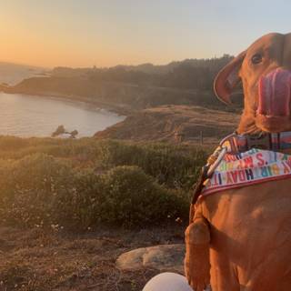 Sunset Serenade with a Furry Friend
