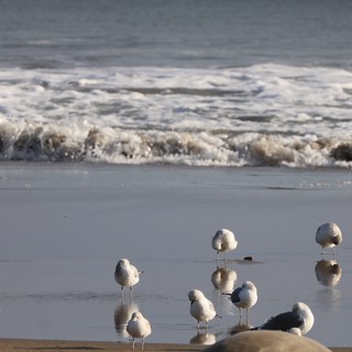 Seagulls Resting on Wet Beach at Sunset