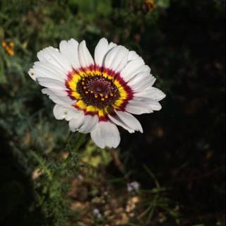 Red and White Daisy with Yellow Center