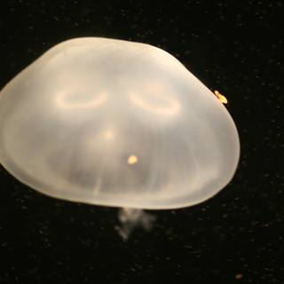 The Face of the Jellyfish