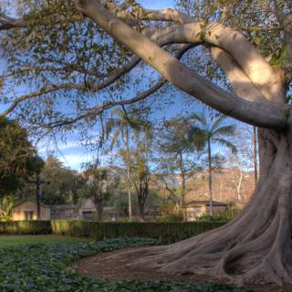 Majestic Tree in Santa Barbara