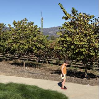 Sunlit Stroll in Napa