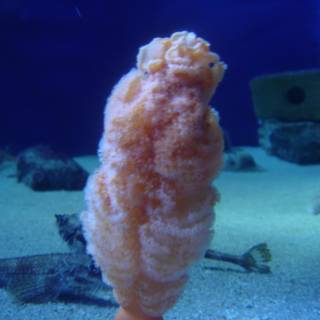 The Magnificent Orange Sea Creature in its Aquatic Habitat