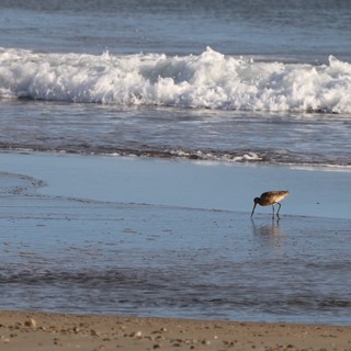 Shorebird Foraging in Shallow Waves at Sunset