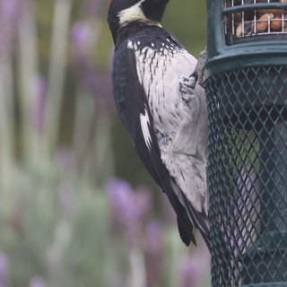 Acorn Woodpecker Feeding at Garden Bird Feeder