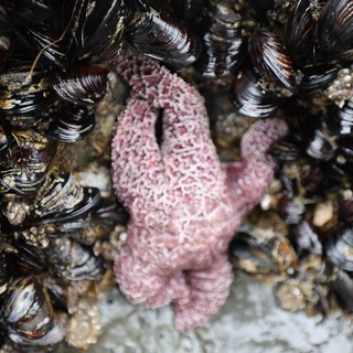 Pink Starfish Among Mussels in Tidal Pool