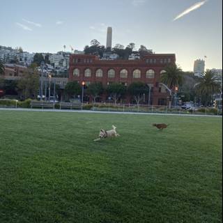 Pup's Playtime in the City