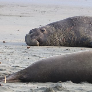 Elephant Seals Resting on Drakes Beach Shore