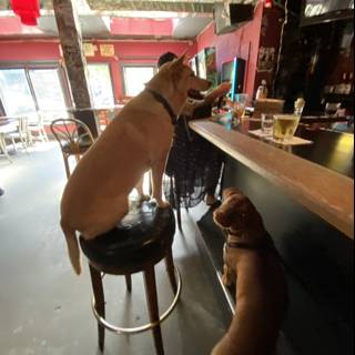 Canine Bar Buddies