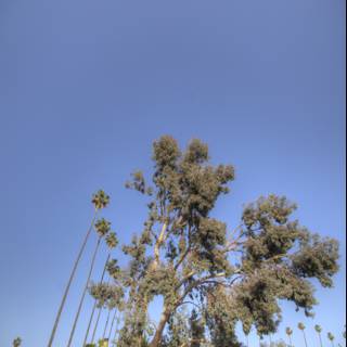 Majestic Tree Against Blue Sky