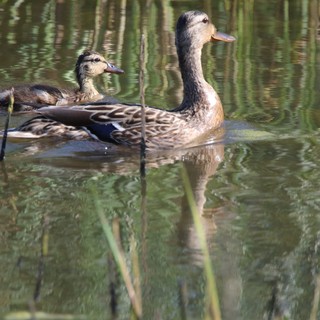 Female Mallard Duck with Ducklings in Calm Waters