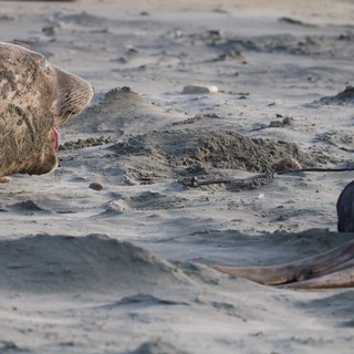 Elephant Seal Interaction on Sandy Beach at Drakes Beach