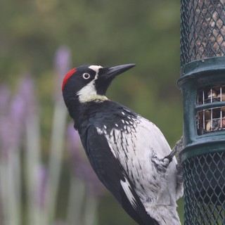 Acorn Woodpecker Visiting Backyard Feeder