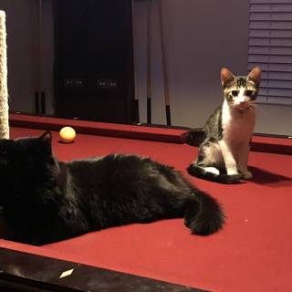 Feline Billiards