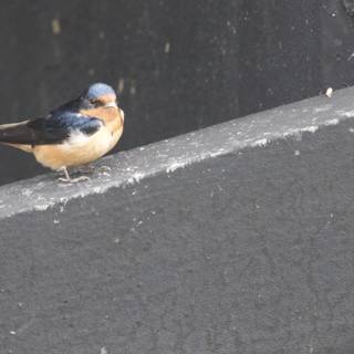Feathered Serenity