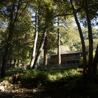 Forest Haven: The Serene Cabin in Big Sur