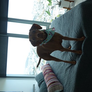 Dachshund Dog Relaxing on Bed with City View