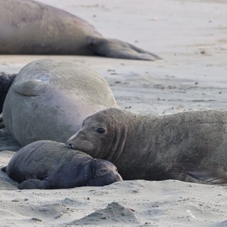 Northern Elephant Seal Mother Nursing Pup on Beach