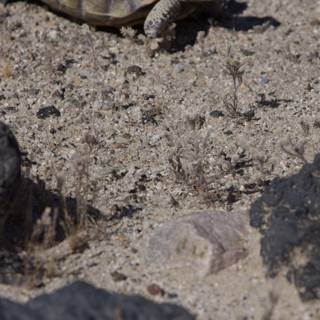 Desert Tortoise Amongst the Rocks