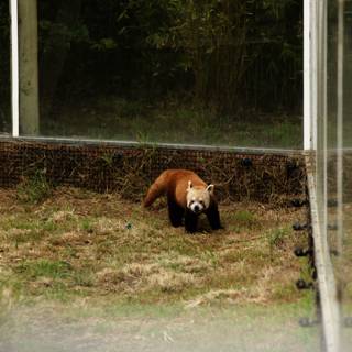 Stroll Amidst Nature: The Lesser Known Red Panda at SF Zoo