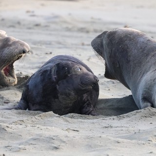 Elephant Seal Pups Interaction at Drakes Beach