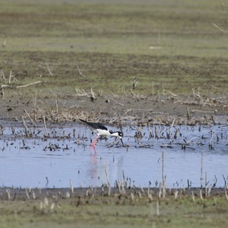 Black-necked Stilt Foraging in Shallow Wetland Waters