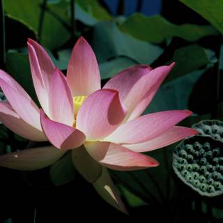 Pink Lotus Serenity