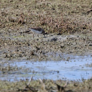 White-rumped Sandpiper Foraging in Mudflat