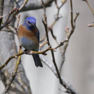 Vibrant Visitor