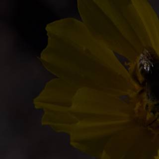 Bee Pollinating Yellow Daisy in the Darkness