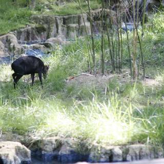 Black Goat Grazing in the Grassland
