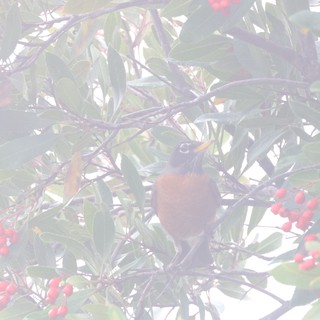 American Robin Foraging Among Red Winter Berries