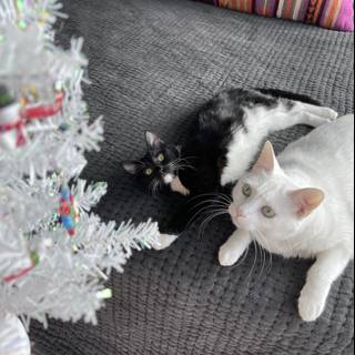 Cozy Christmas Cats
