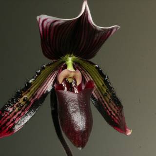 Blossoming Orchid with Dark Center
