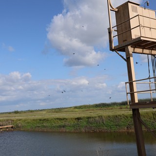 Elevated Wildlife Observation Platform at Coastal Wetland Reserve