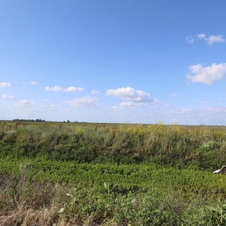 White Bird Wading Through Yolo Bypass Wetlands