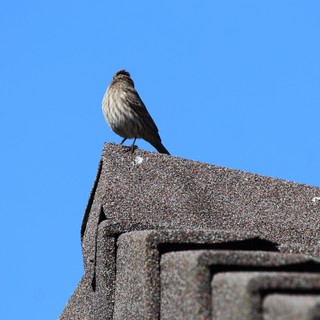House Finch Perched on Rooftop Against Clear Blue Sky