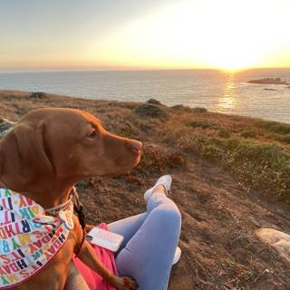 The Majestic Vizsla Overlooking the Pacific