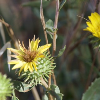 Spiny Gumplant Blooms at Mount Diablo