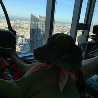Puppy's View of the City
