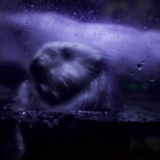 Rainy Day Otter