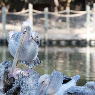 Chirping Pelican on a Wooden Perch