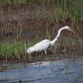 Great Egret Hunting in Shallow Wetland Waters
